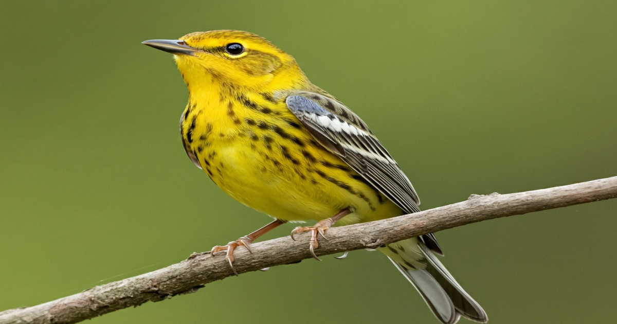 Main image to the post Birdwatchers Flock to Kent Village for Rare American Yellow Warbler Sighting