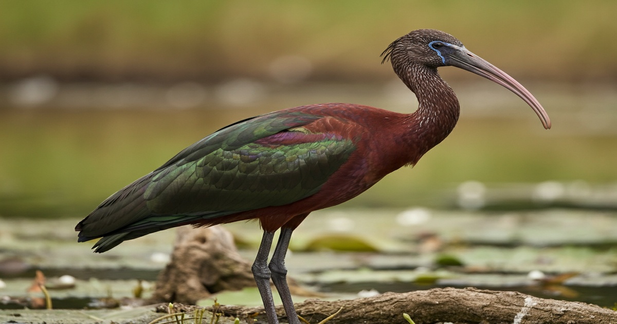 Main image to the post Sightings of Glossy Ibis After 15-Year Absence in Hengshui Lake Reserve