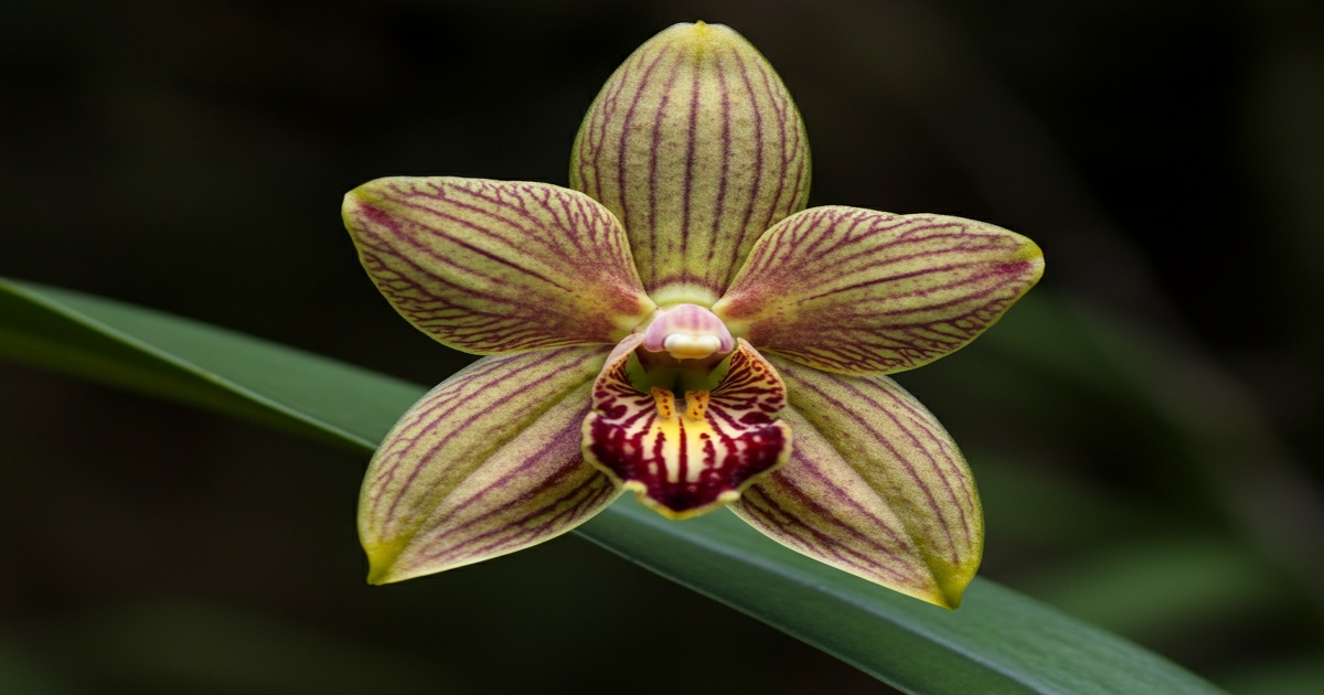 Main image to the post Discovery of New Orchid Species in Sichuan's Giant Panda Habitat
