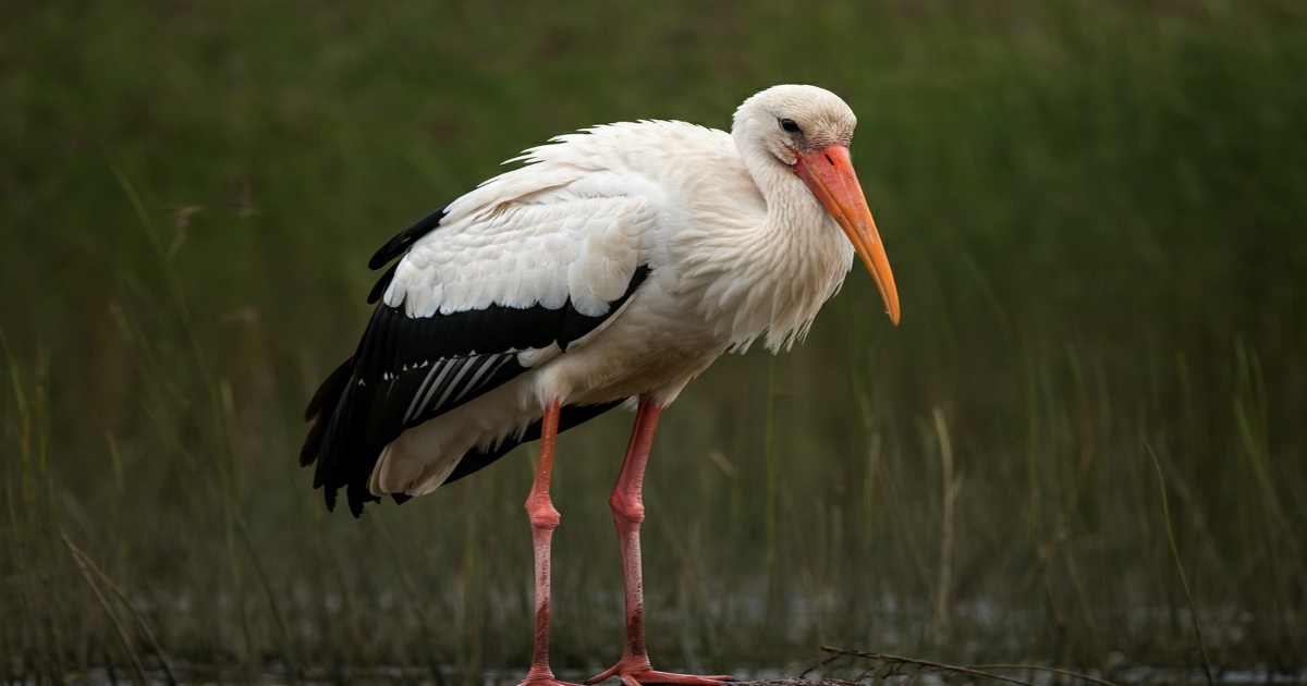 Main image to the post Unexpected Sighting of Oriental White Storks at Poyang Lake