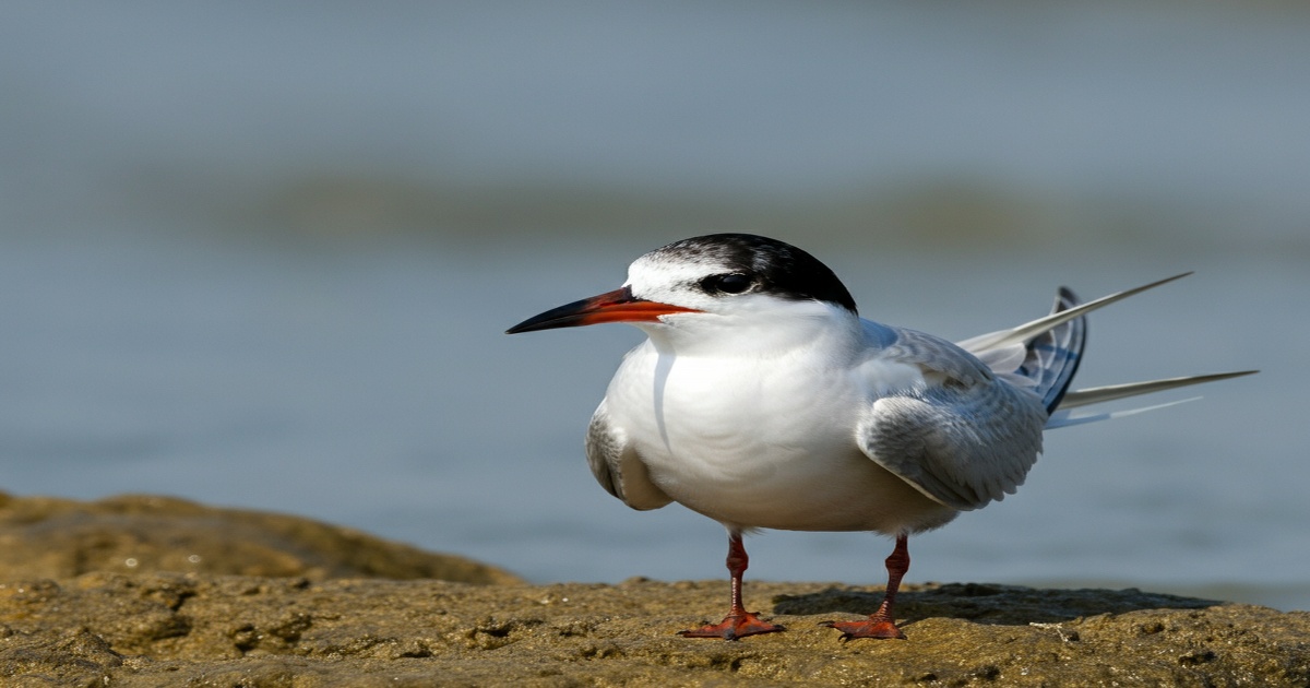 Main image to the post Successful Breeding of Endangered Little Terns in Fukuoka