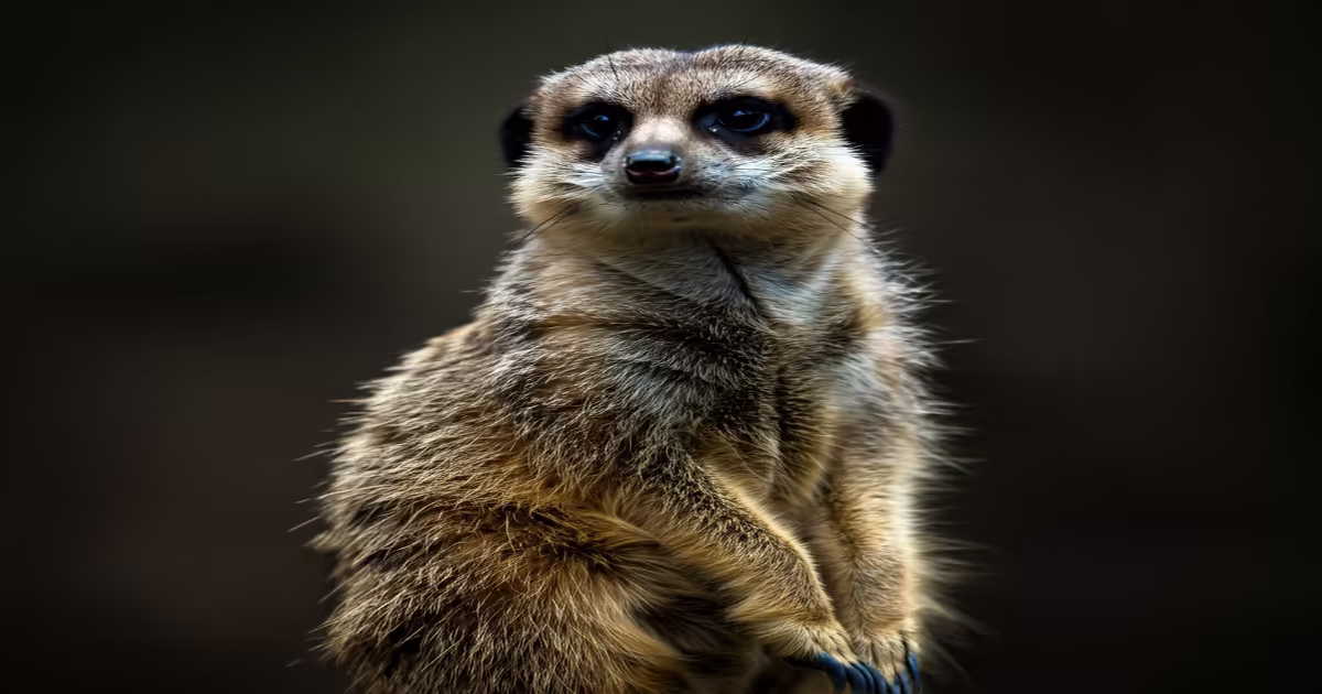 Main image to the post A Rescued Meerkat Becomes a Beloved Neighborhood Icon in Osaka