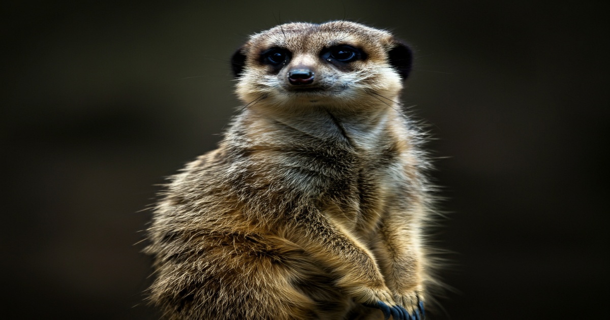 Main image to the post A Rescued Meerkat Becomes a Beloved Neighborhood Icon in Osaka