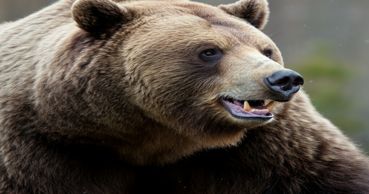 Main image to the post Victim of Bear Attack Calls for Enhanced Support and Preventive Measures in Hokkaido