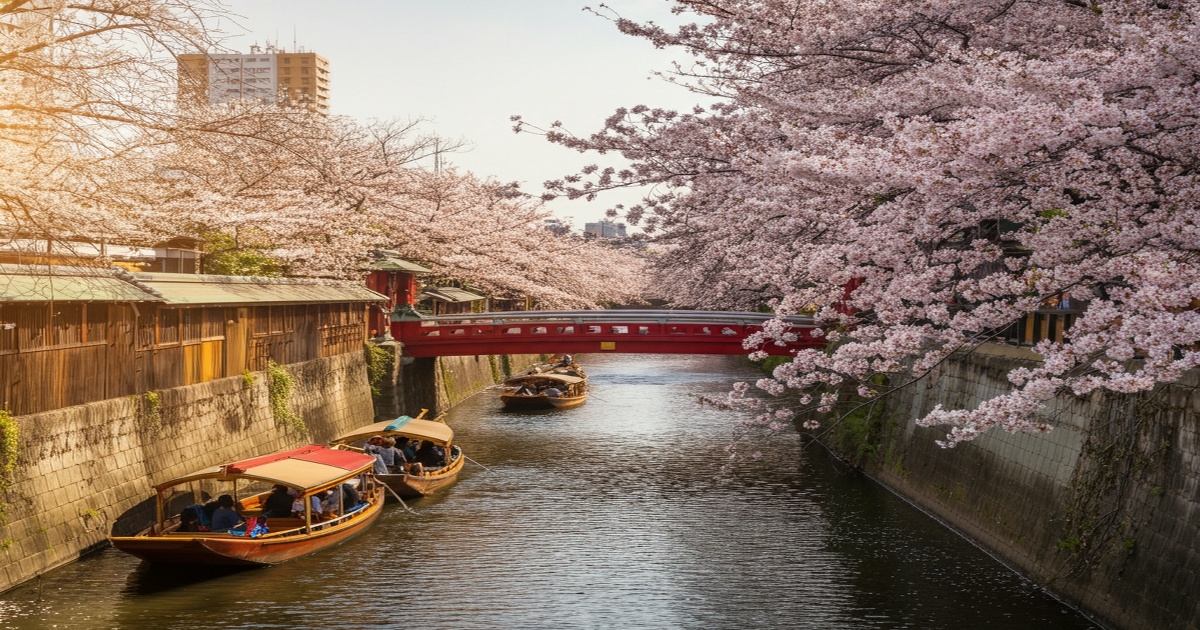 Main image to the post Kyoto's Yodo Canal Bursts with Life as Kawazu Cherry Blossoms Bloom in Early Warmth