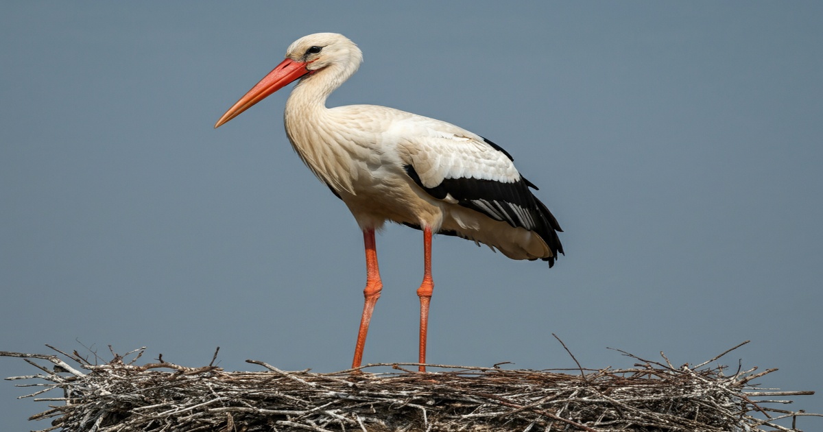 Main image to the post First Nesting of Oriental White Storks Documented in North China's Shanxi Province