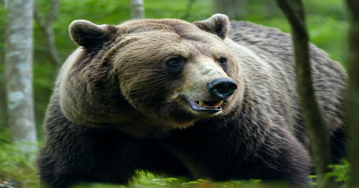 Main image to the post Suspected Bear Attack Claims Life of an 81-Year-Old Woman in Kitakami