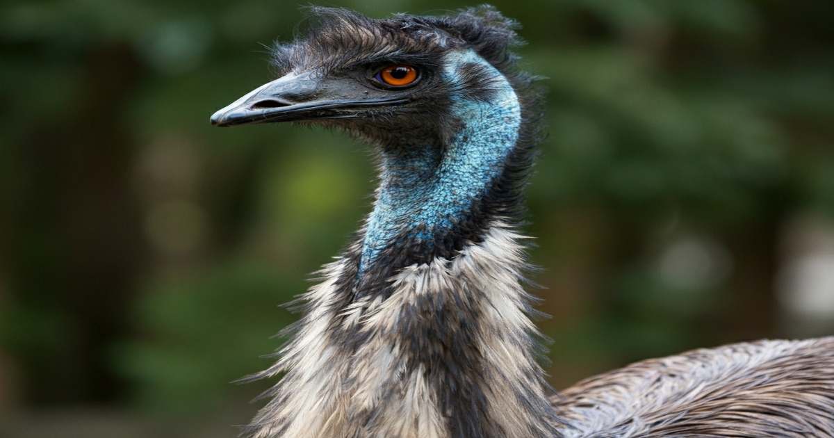 Missing Emu Found Safe After Brief Outing in Ibaraki Prefecture