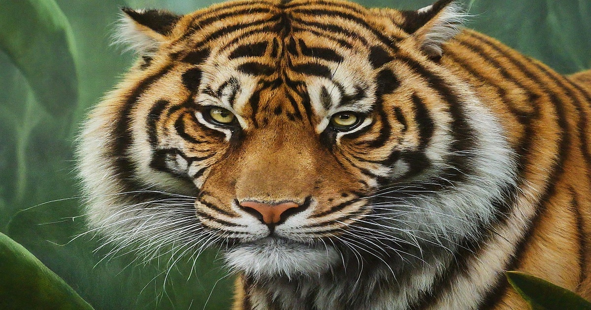 Main image to the post Global Wild Tiger Population Shows Significant Increase at International Forum