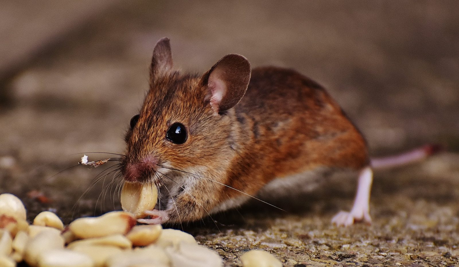 Safe and Eco-Friendly Pest Control