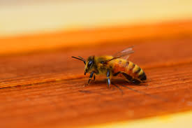 Surekill Pest Control