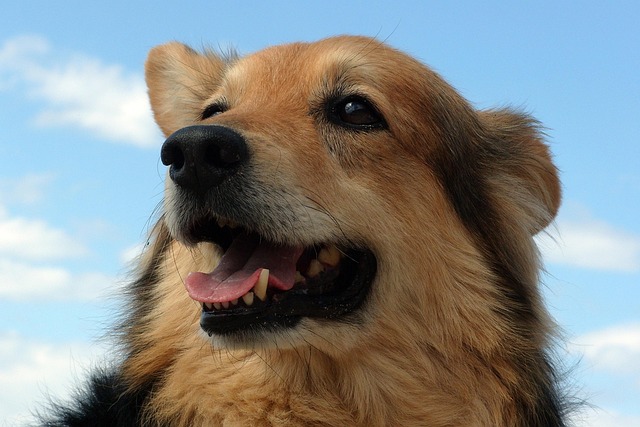 Poodle Golden Retriever Mix: The Ultimate Journey