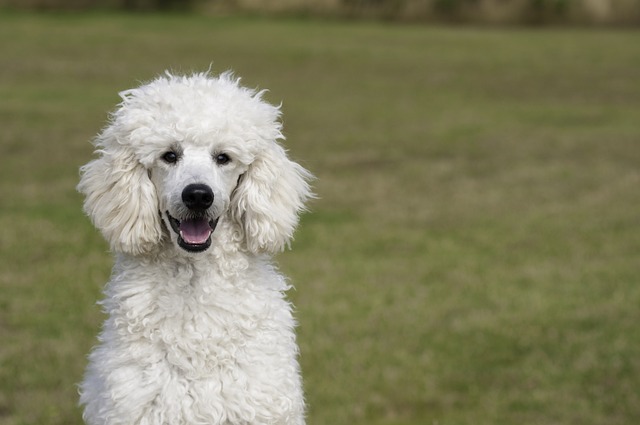 Red Miniature Poodle: Traits, Tips & Training Guide