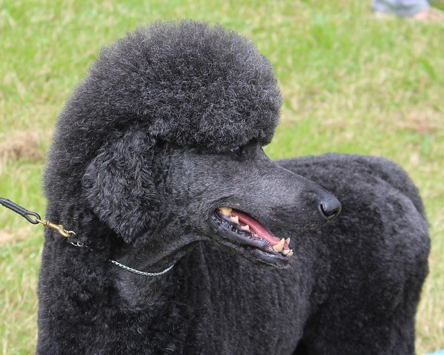 Red Miniature Poodle: Traits, Tips & Training Guide