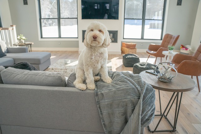 Poodle Golden Retriever Mix: The Ultimate Journey