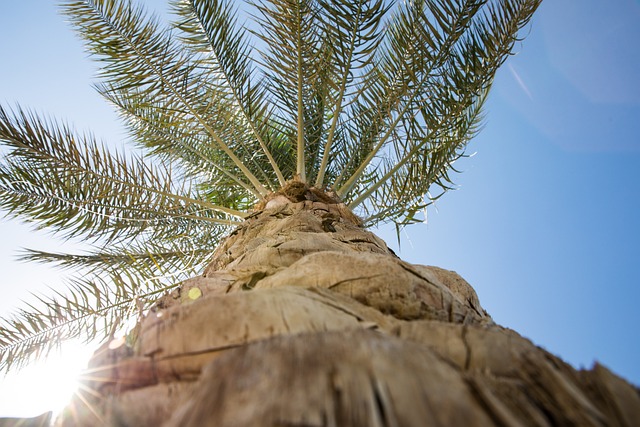 The Biblical Meaning of Palm Trees & Their Significance