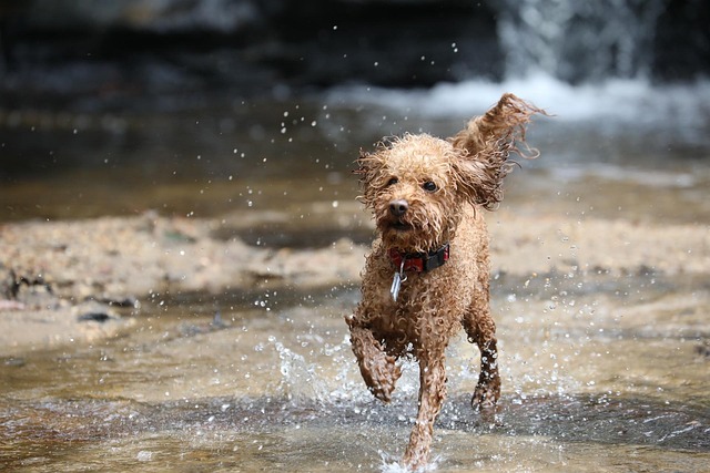 Red Miniature Poodle: Traits, Tips & Training Guide