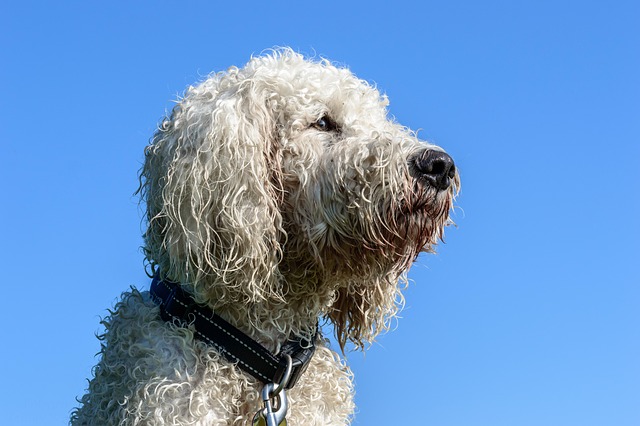 Poodle Golden Retriever Mix: The Ultimate Journey