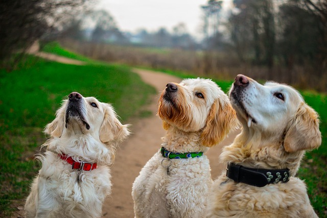 Poodle Golden Retriever Mix: The Ultimate Journey