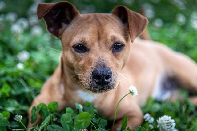 Poodle Golden Retriever Mix: The Ultimate Journey