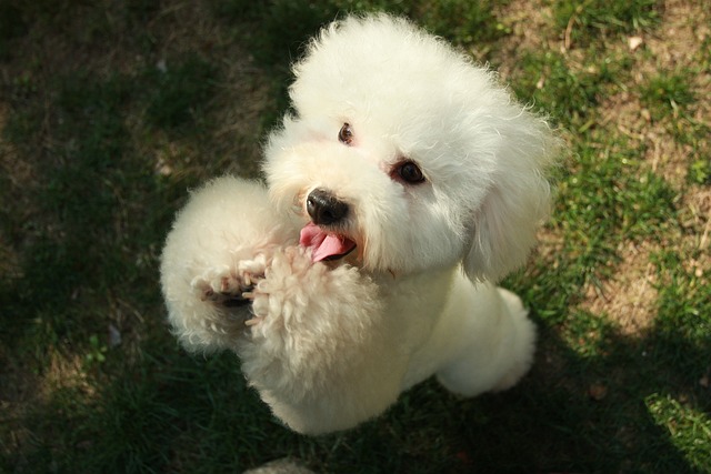 Red Miniature Poodle: Traits, Tips & Training Guide