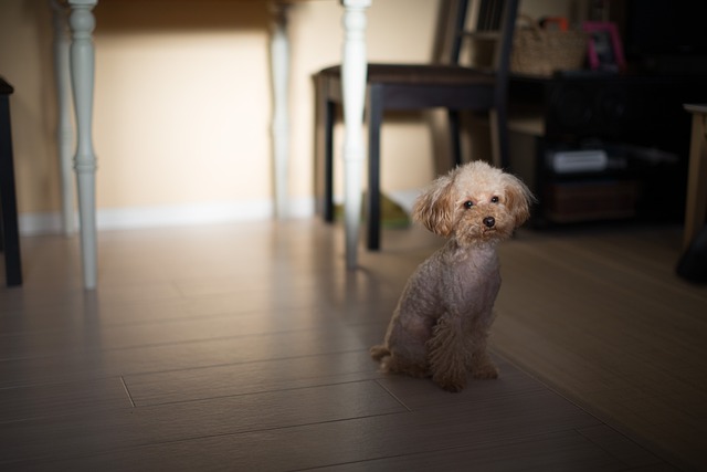 Red Miniature Poodle: Traits, Tips & Training Guide