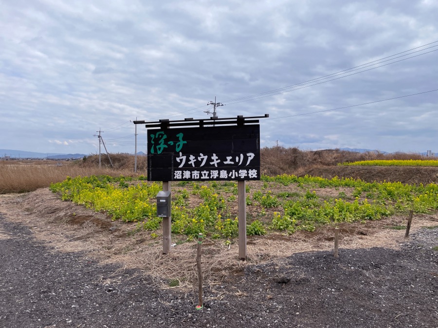 菜の花