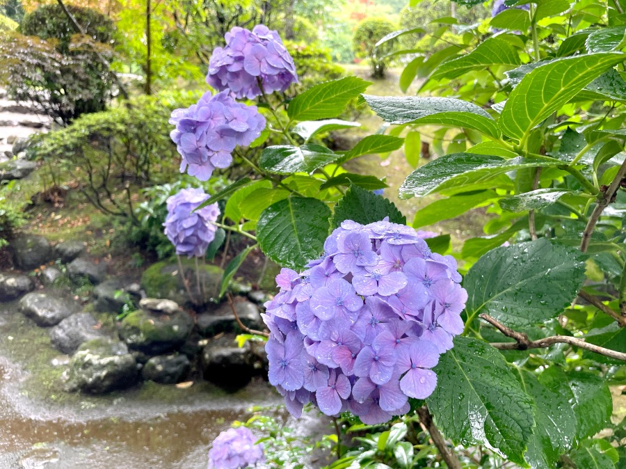 紫陽花