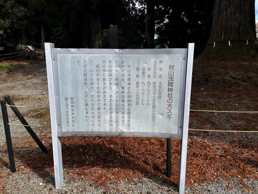 村山浅間神社の大スギ