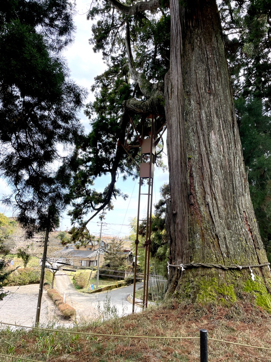 村山浅間神社の大スギ