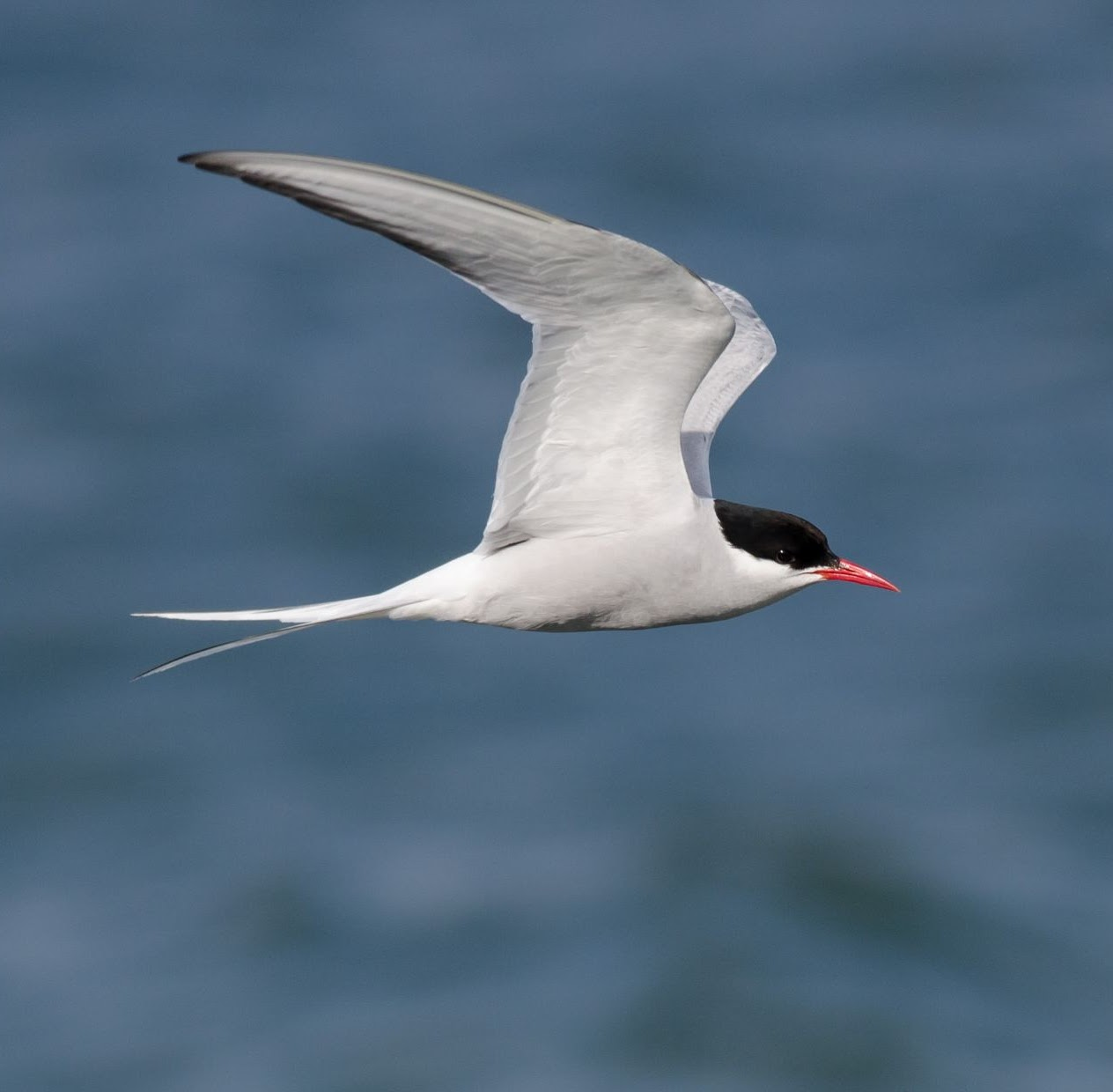 A photo of Arctic Tern
