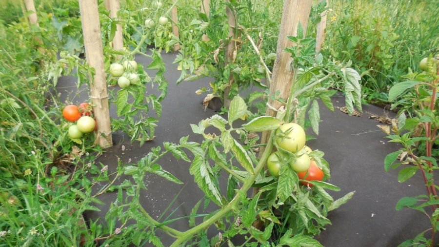 Pěstování zeleniny na dálku - Rajčata, brambory a hnojení
