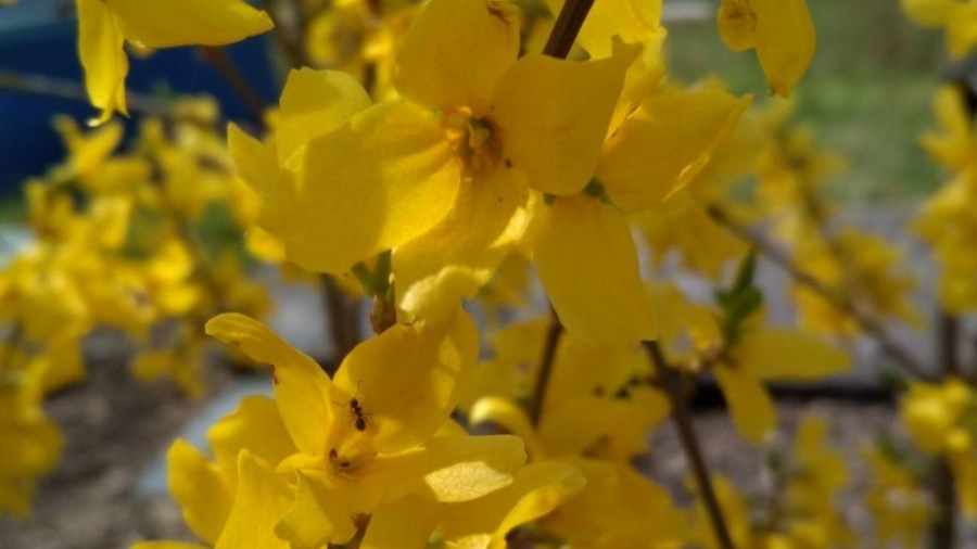 Zlatá jarní kráska Forsythia