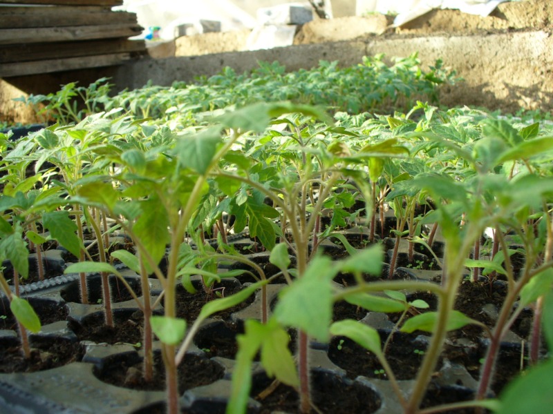 Pěstování ze semínka