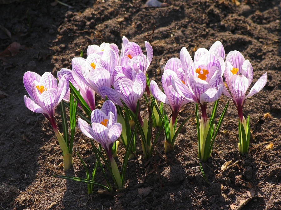 Zahradní kalendář: na co byste neměli v březnu zapomenout