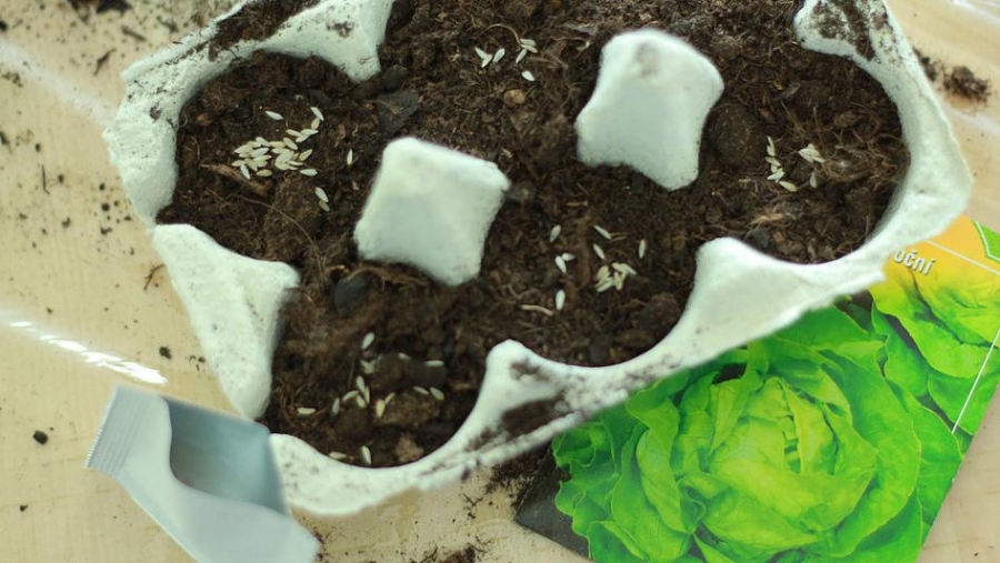 Předpěstování semínek pro rostlinky na balkon