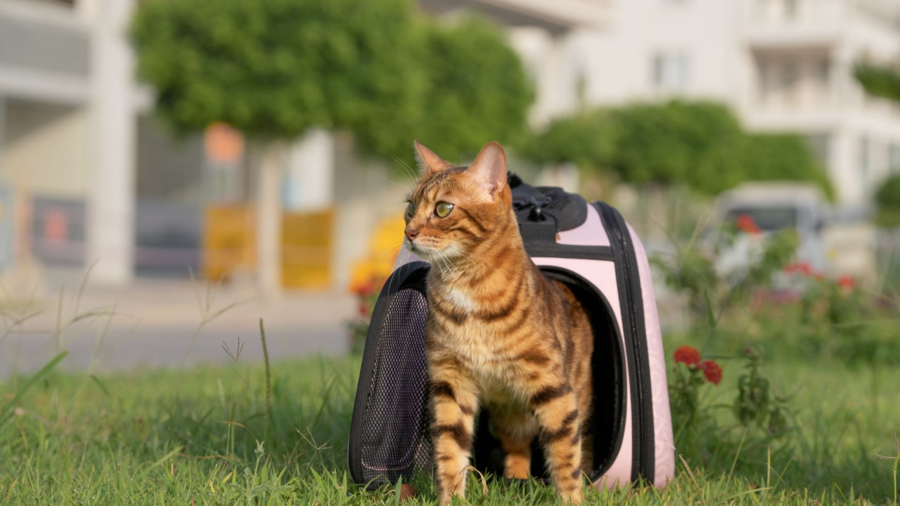 6368d0a8ebffa__the-cat-comes-out-of-the-open-carrier-onto-the.jpg