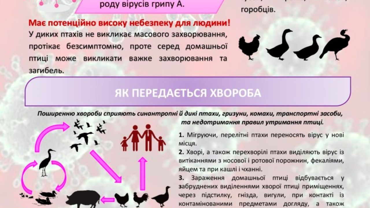 654a4bddc5ea3__птиця.jpg 654a4bddc5ea3__птиця.jpg