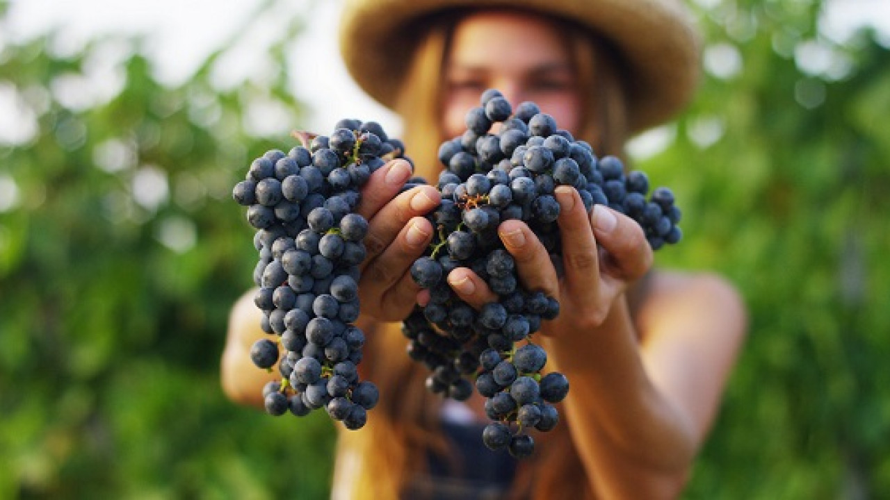 611e480acb1e4__vinogr.jpg 611e480acb1e4__vinogr.jpg