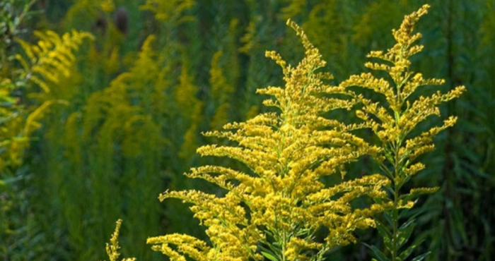 Амброзія полинолиста (Ambrosia artemisiifolia L.) – це один з найнебезпечніших карантинних бур’янів