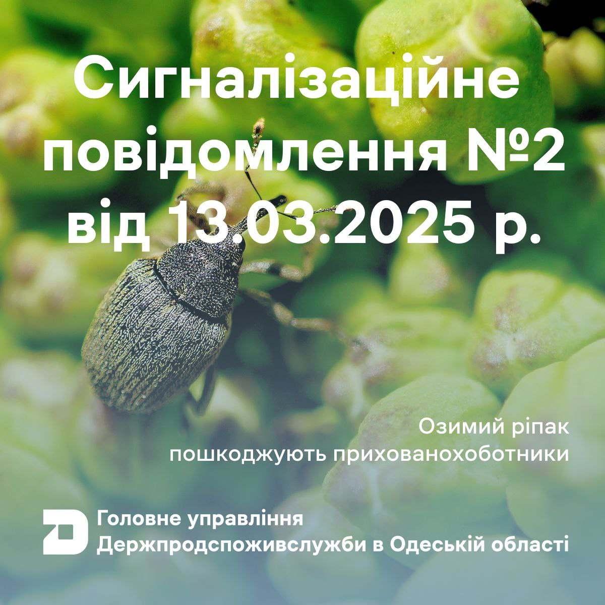 dc21e13e-1e8a-4c78-bcf2-1f56a2d87092.jpg dc21e13e-1e8a-4c78-bcf2-1f56a2d87092.jpg