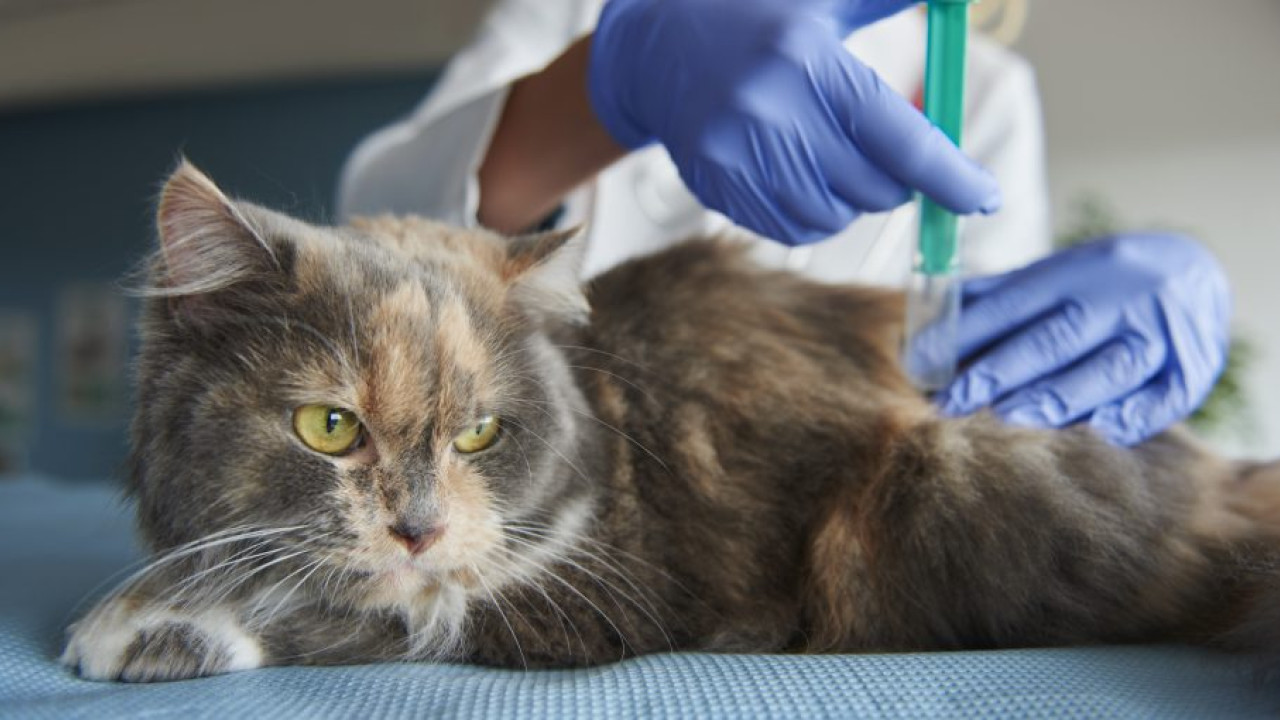 649d1b024b4be__cat-is-being-given-injection-1020x510.jpg