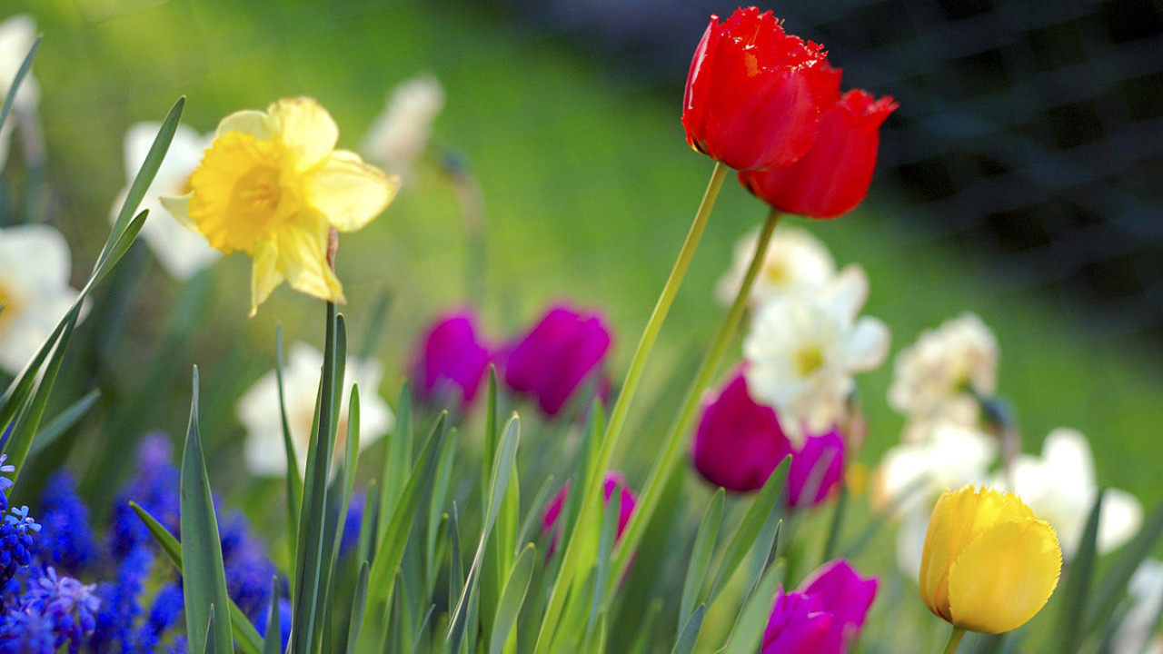 66191211acc67__1200px-Colorful_spring_garden.jpg