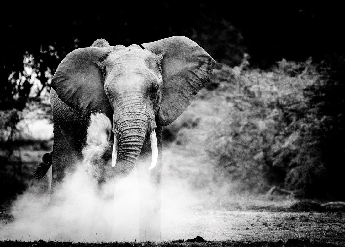 Amboseli by Michelle Guillermin