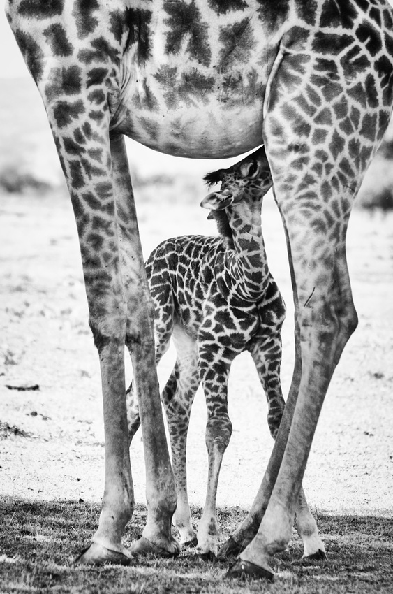 Twiga Afrique by Michelle Guillermin