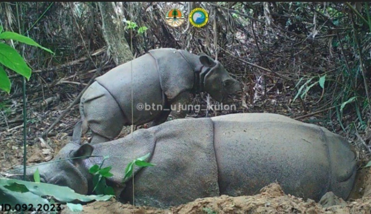 Kamera Jebak Berhasil Rekam Satu Individu Badak Jawa, Diduga Anakan Baru