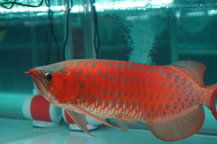 KKP Memperkuat Konservasi Ikan Arwarna Super Red
