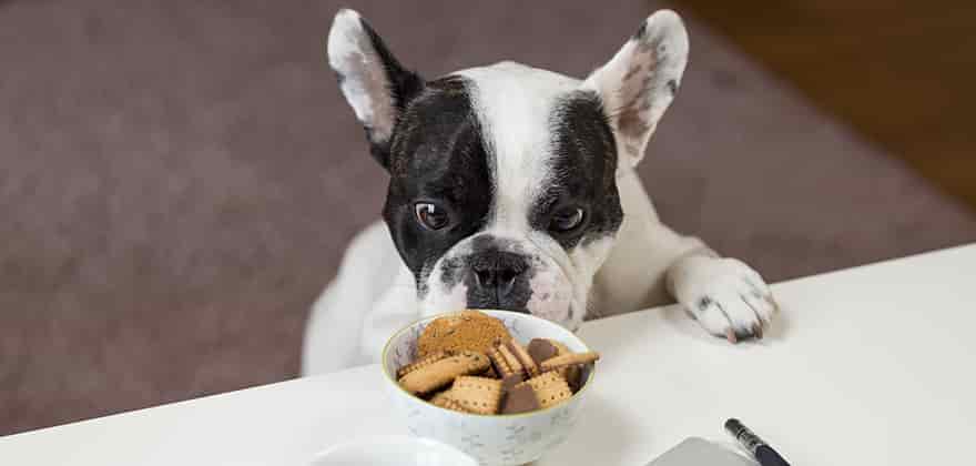 10 Best Dog Foods In India A Quick Buying Guide July 2021