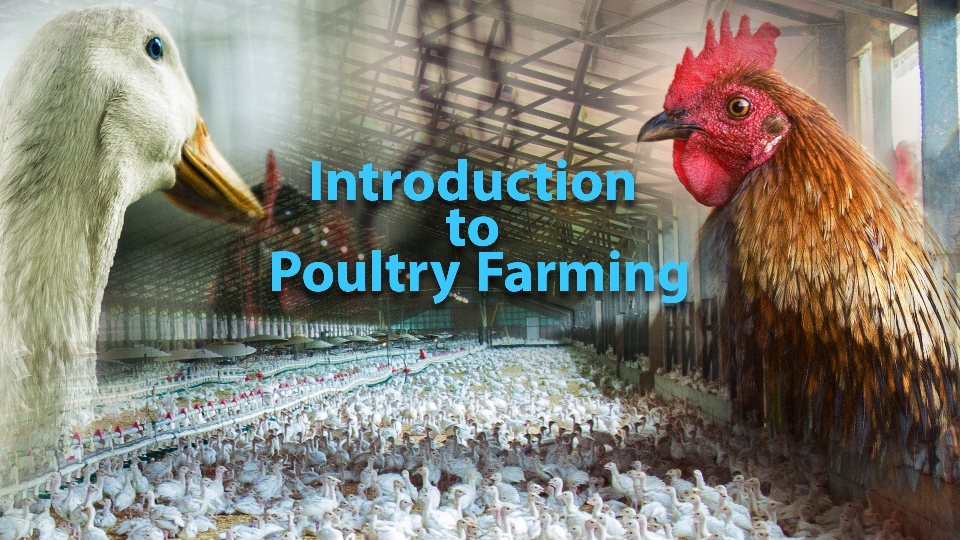 Introduction to Poultry Farming from Swayam | Course by Edvicer