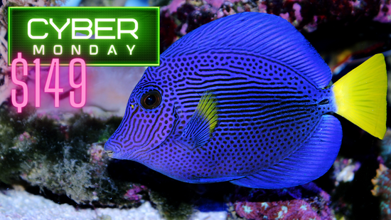 cyber monday saltwater fish